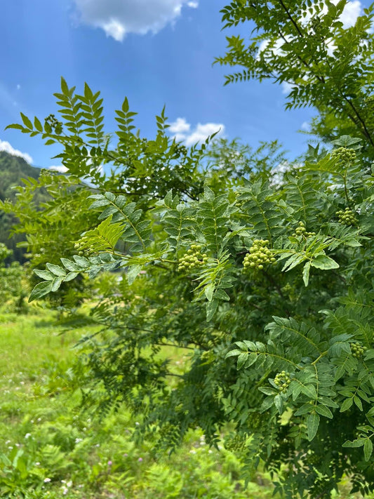 【新もの山椒】収穫のそばから香りに包まれました。